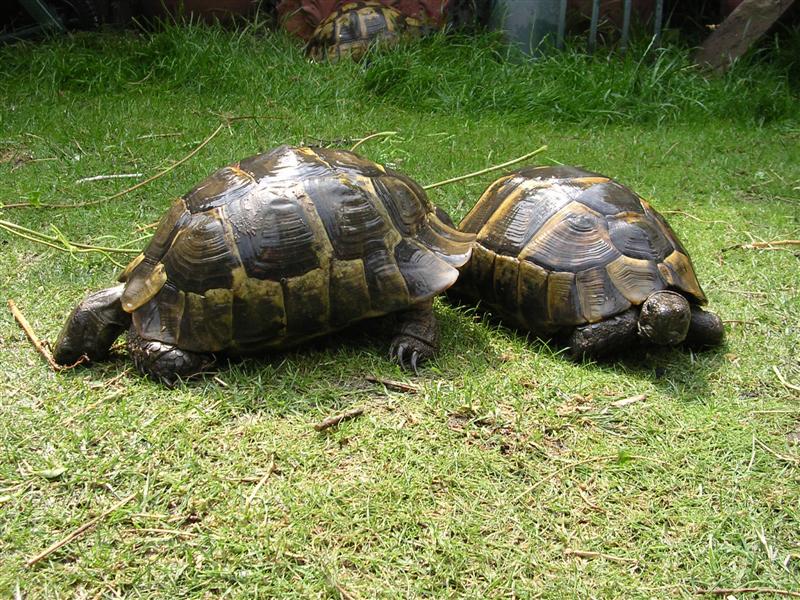 mediterranean spur thighed tortoise