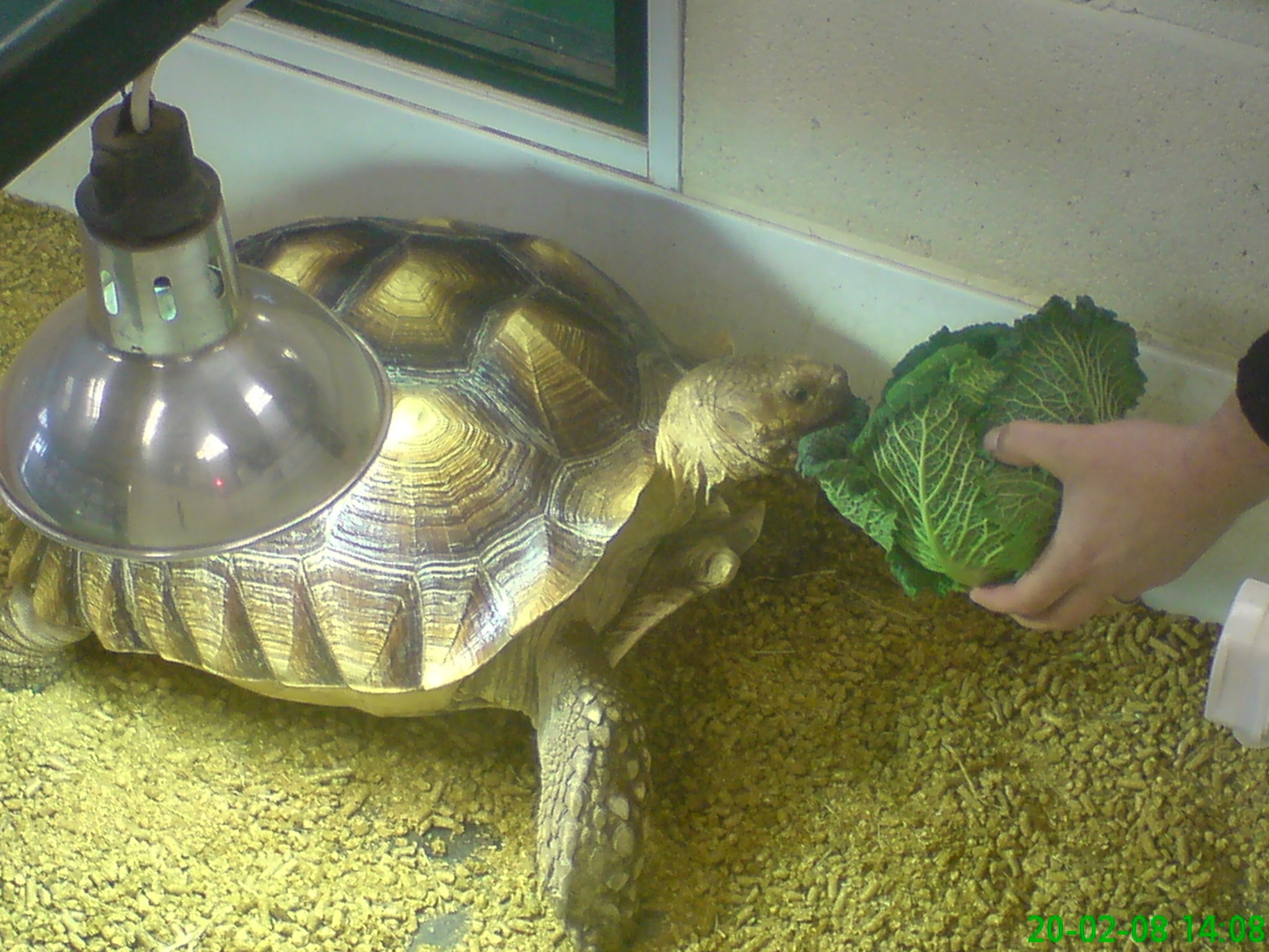 greek spur thighed tortoise for sale