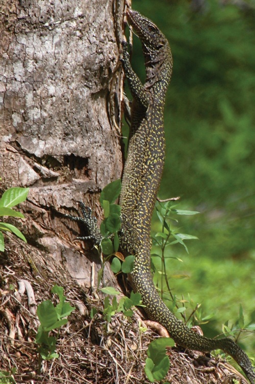 bluetail monitor