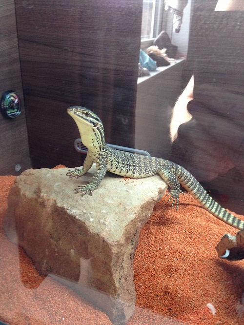 adult argus monitor