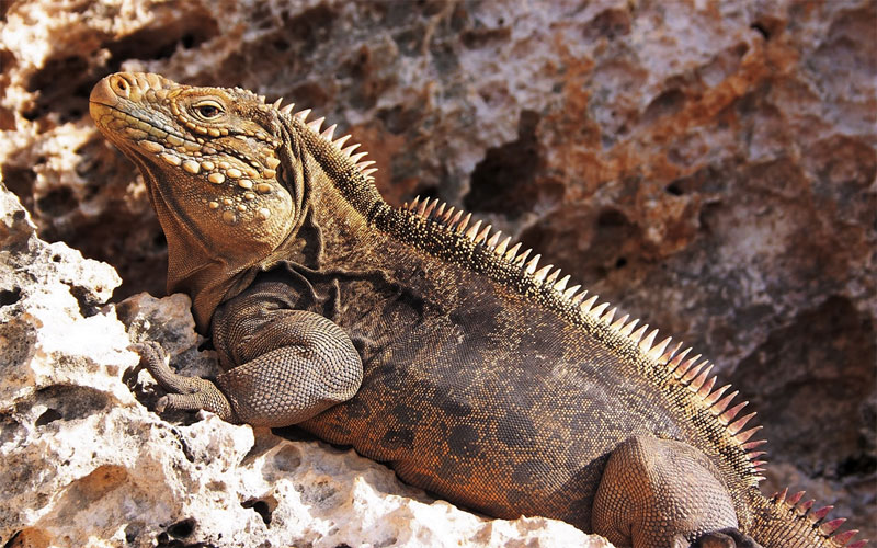 Cuban Rock Iguana Facts And Pictures Cuban Rock Iguana Facts And Pictures