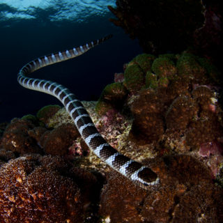 Black-banded Sea Krait Facts and Pictures