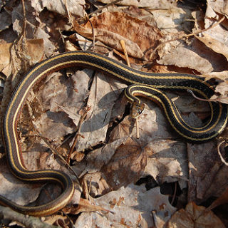 Northern Ribbon Snake Facts and Pictures
