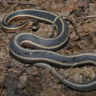 Northern Ribbon Snake Facts and Pictures