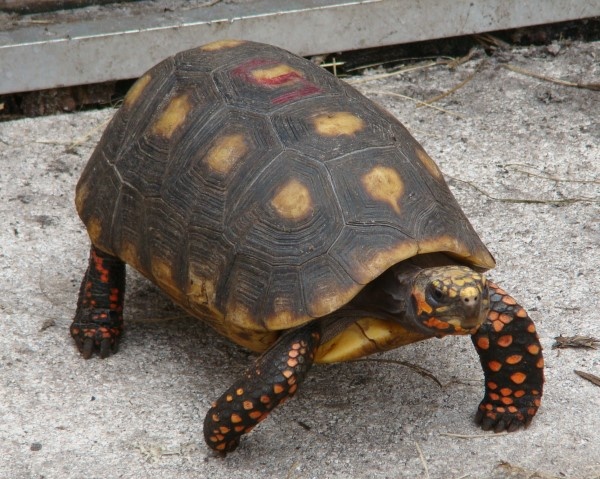 Red Footed Tortoise Facts And Pictures