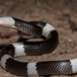 Banded Wolf Snake Facts and Pictures