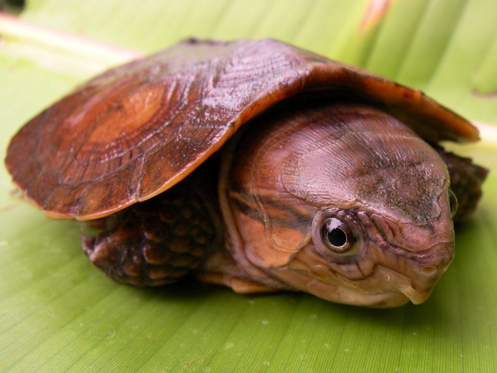 Big-headed Turtle Pictures Gallery.