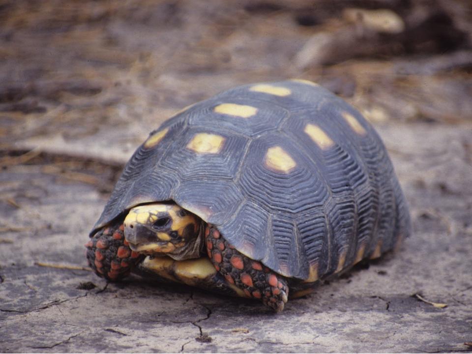 RedFooted Tortoise Facts and Pictures