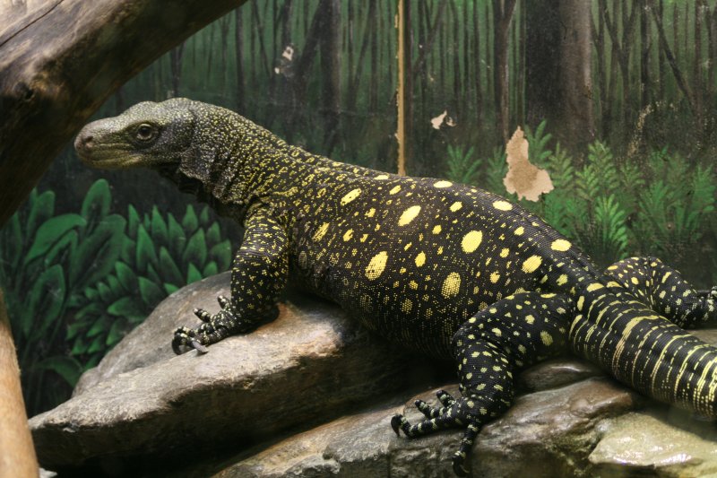 Crocodile Monitor Facts and Pictures
