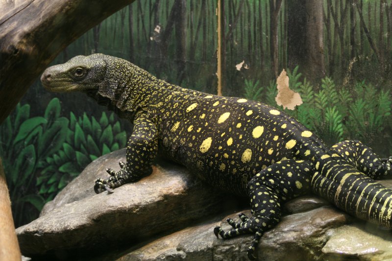 Baby Crocodile Monitor