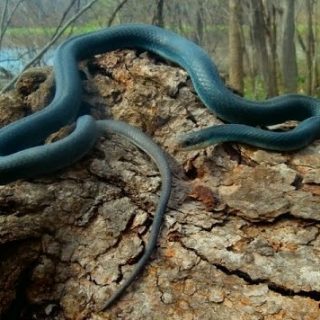 Eastern Yellow Bellied Racer Facts and Pictures