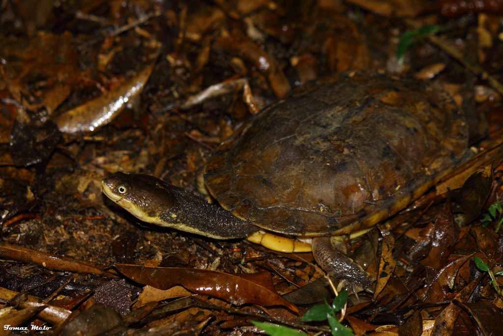 Brazilian Snake Necked Turtle Facts and Pictures
