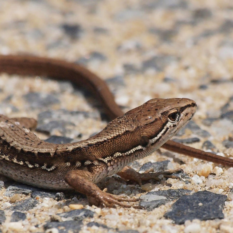 Japanese Grass Lizard Facts and Pictures
