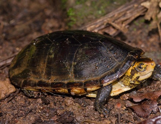 White Lipped Mud Turtle Facts and Pictures