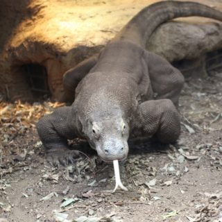 Komodo Dragon Facts and Pictures