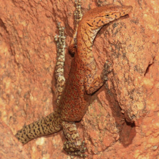 Pilbara Rock Monitor Facts And Pictures pilbara-rock-monitor-facts-and-pictures