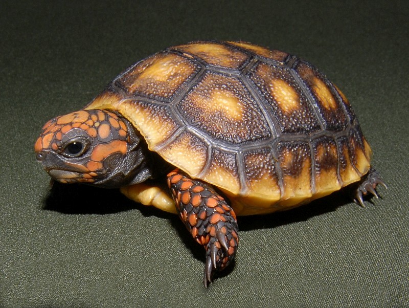 Red Footed Tortoise Facts And Pictures