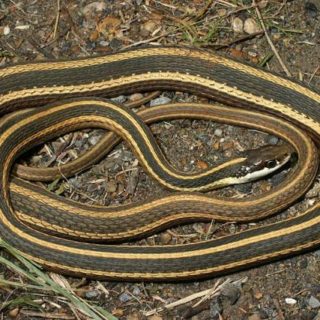 Ribbon Snake Facts and Pictures