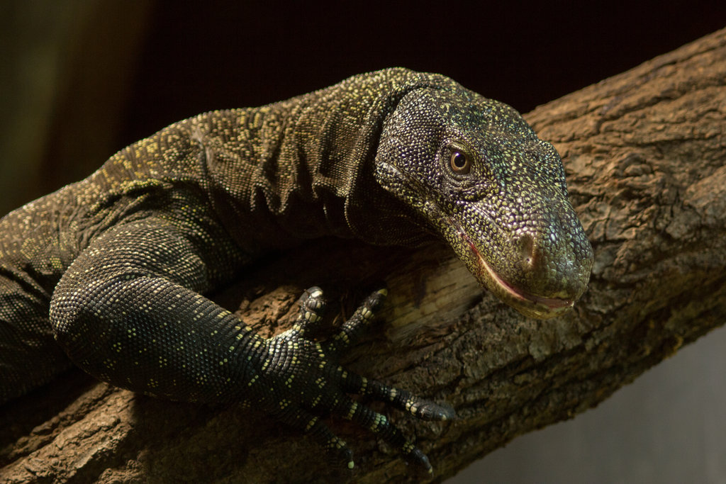 Crocodile Monitor Facts and Pictures