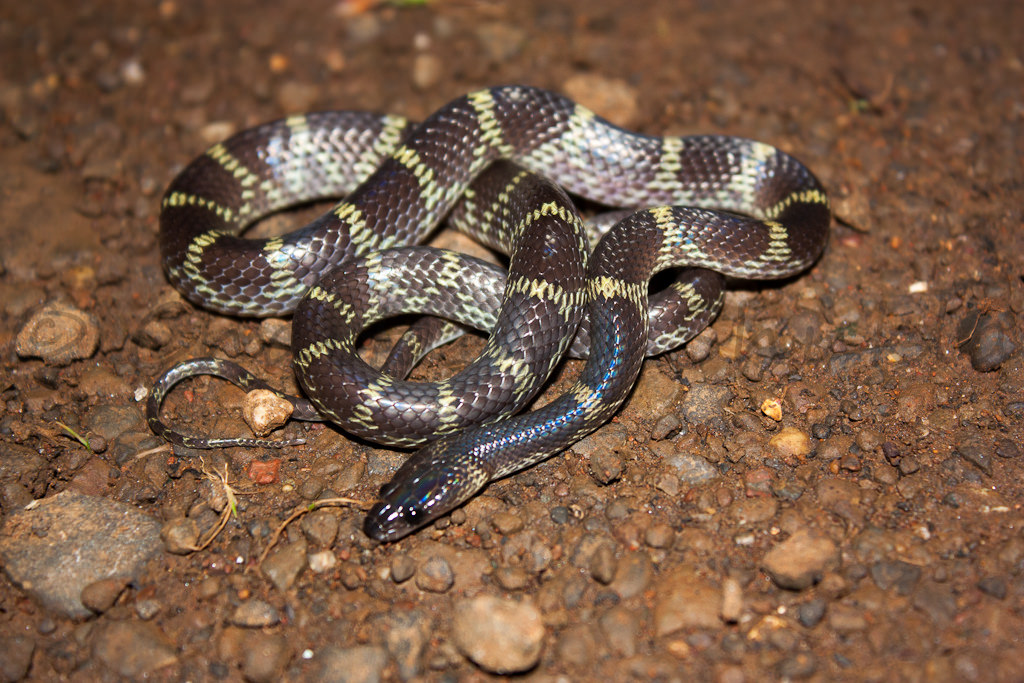 Travancore Wolf Snake Facts and Pictures