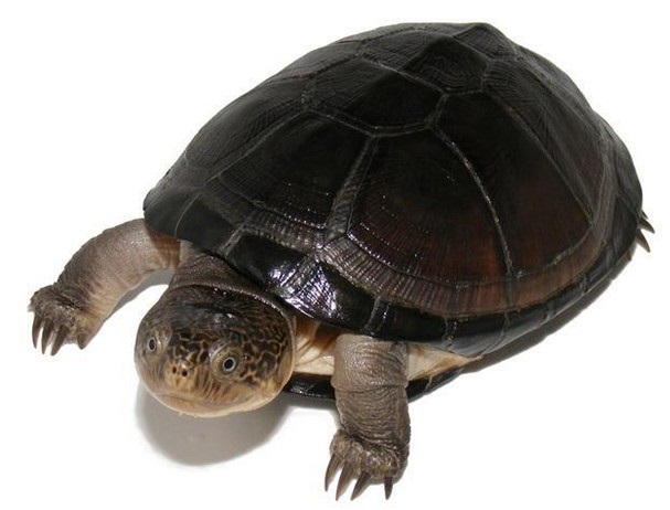 West African Mud Turtle Facts and Pictures | Reptile Fact