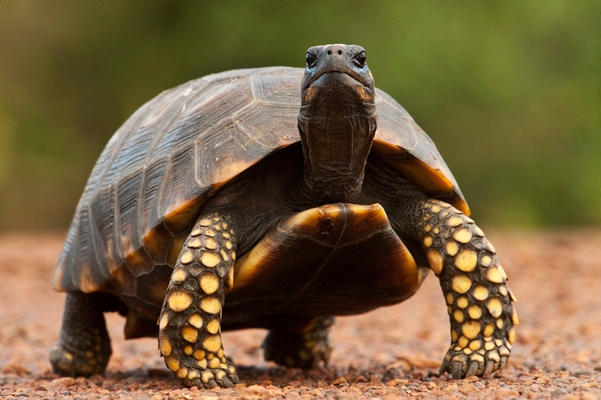 Yellow-Footed Tortoise Facts and Pictures
