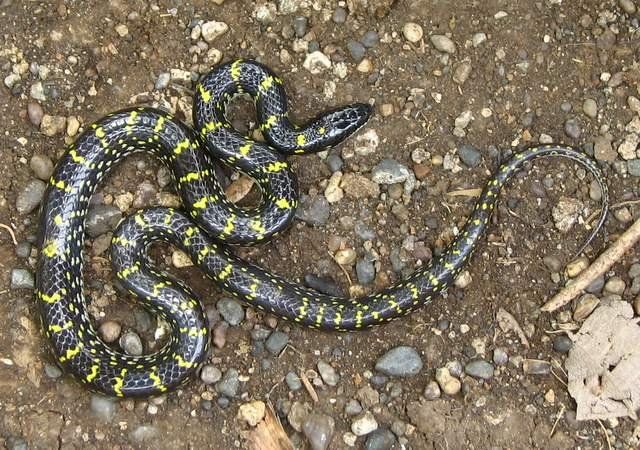 Yellow-Spotted Wolf Snake Facts and Pictures