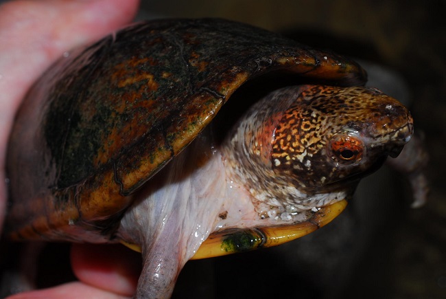 Tabasco Mud Turtle Facts and Pictures