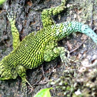 lizard spiny