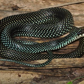 Brazos Water Snake Facts and Pictures