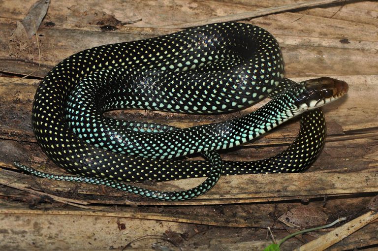 Snakes: Facts and List of Types With Pictures - Reptile Fact