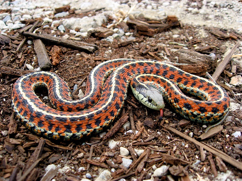 Western Terrestrial Garter Snake Facts And Pictures