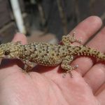 Bibron's Gecko