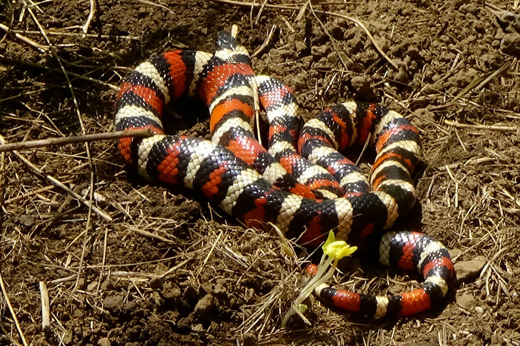 The California mountain kingsnake is a very brightly-colored snake belongin...