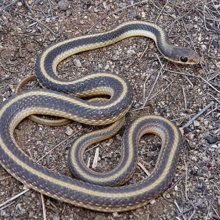 California Whipsnake Facts and Pictures