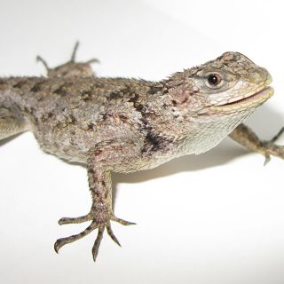 female