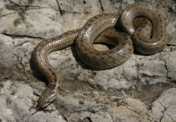 Искушение песчаного змея. Серый полоз. Серая змея на Алтае. Змея песочного цвета в Кемеровской области. Блестящая змея серо коричневого цвета.