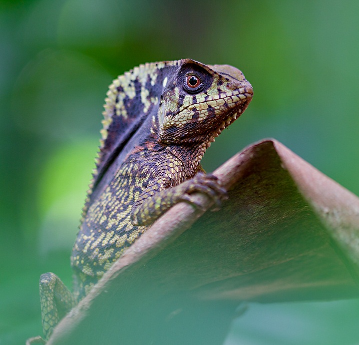 Helmeted Iguana Facts and Pictures