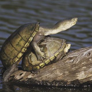 Yellow Mus Turtle Yellow Mud Turtle Facts and Pictures