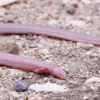 mole lizard