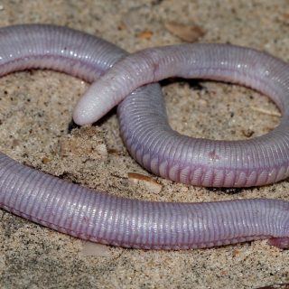 mole lizard