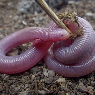 mole lizards