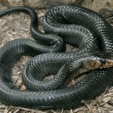 texas indigo snake fealmale texas indigo snake fealmale
