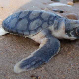 Flatback Sea Turtle facts and Pictures