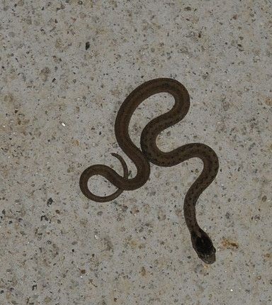Texas Brown Snake Facts and Pictures
