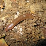 Carphophis Amoenus Amoenus