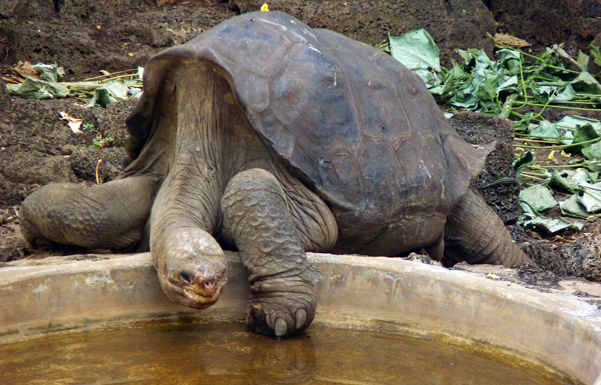 pinta island tortoise ew conservation status pinta island tortoise ew conservation status