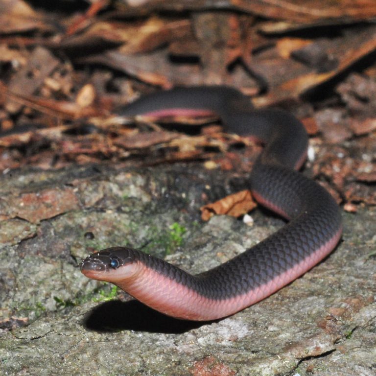 Eastern Worm Snake Facts and Pictures