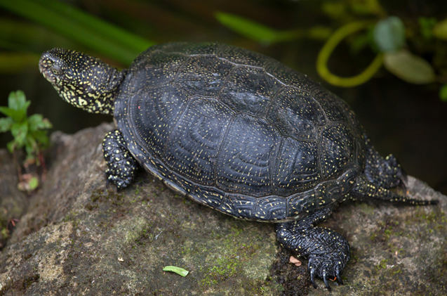 European Pond Turtle Facts and Pictures