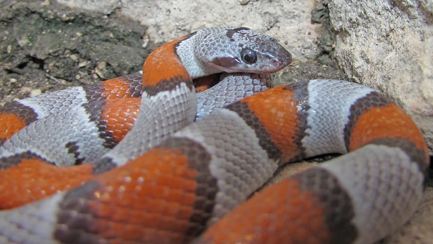 Grey Banded Kingsnake Facts And Pictures